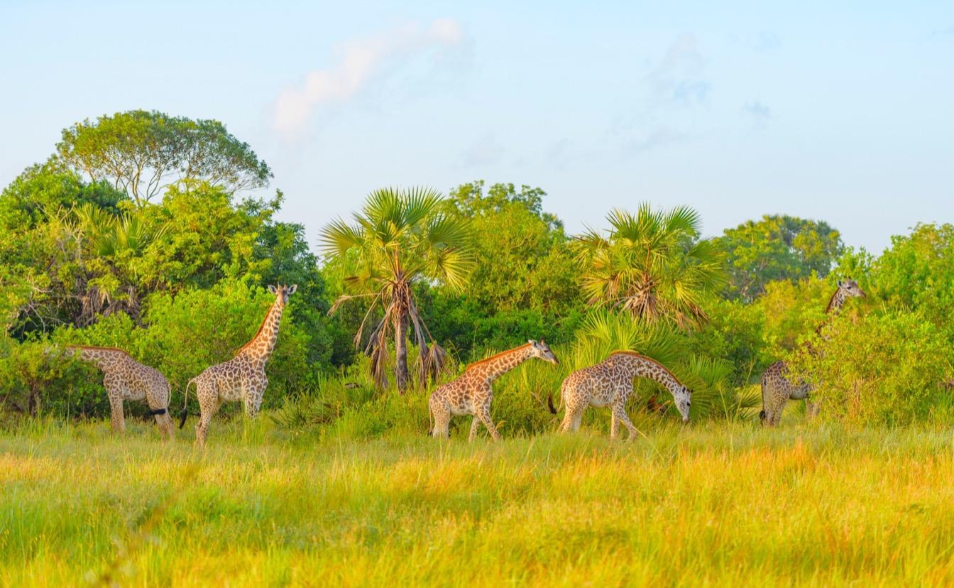 safari-tanzanie-savane-africaine-amoureux