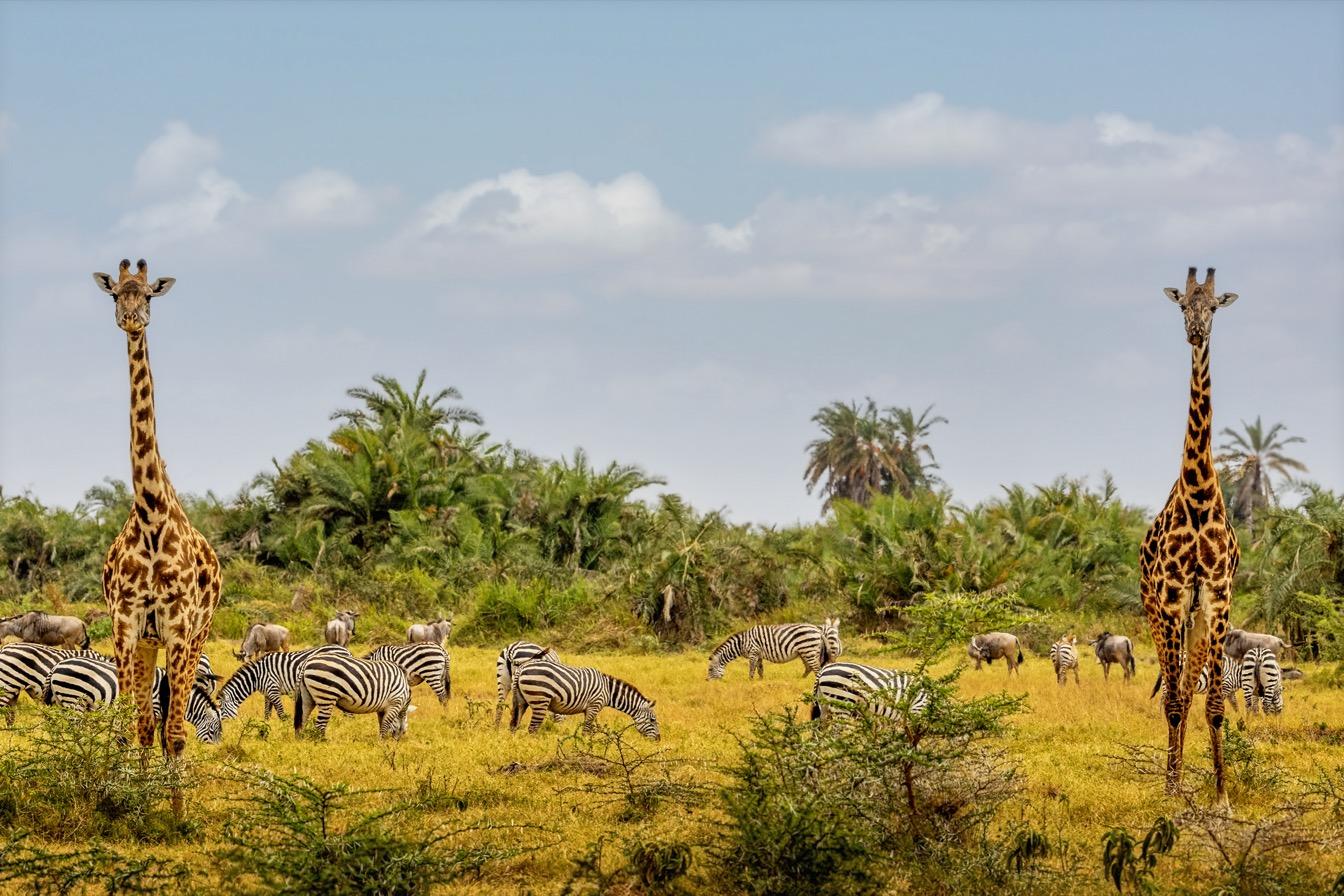 preparer-voyage-solidaire-tanzanie