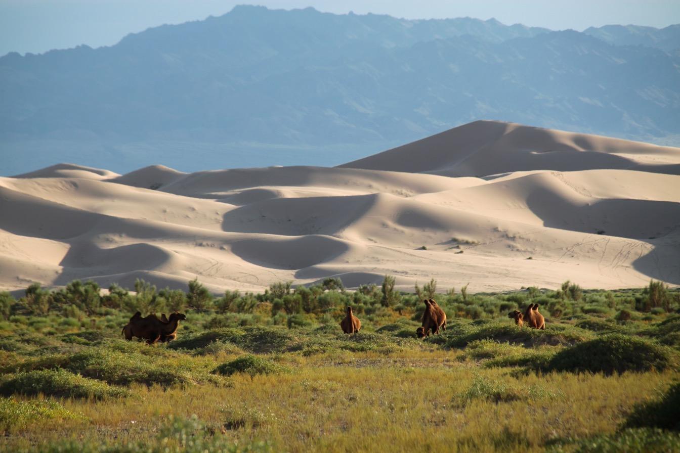 vie-nomade-mongole-tradition-adaptation
