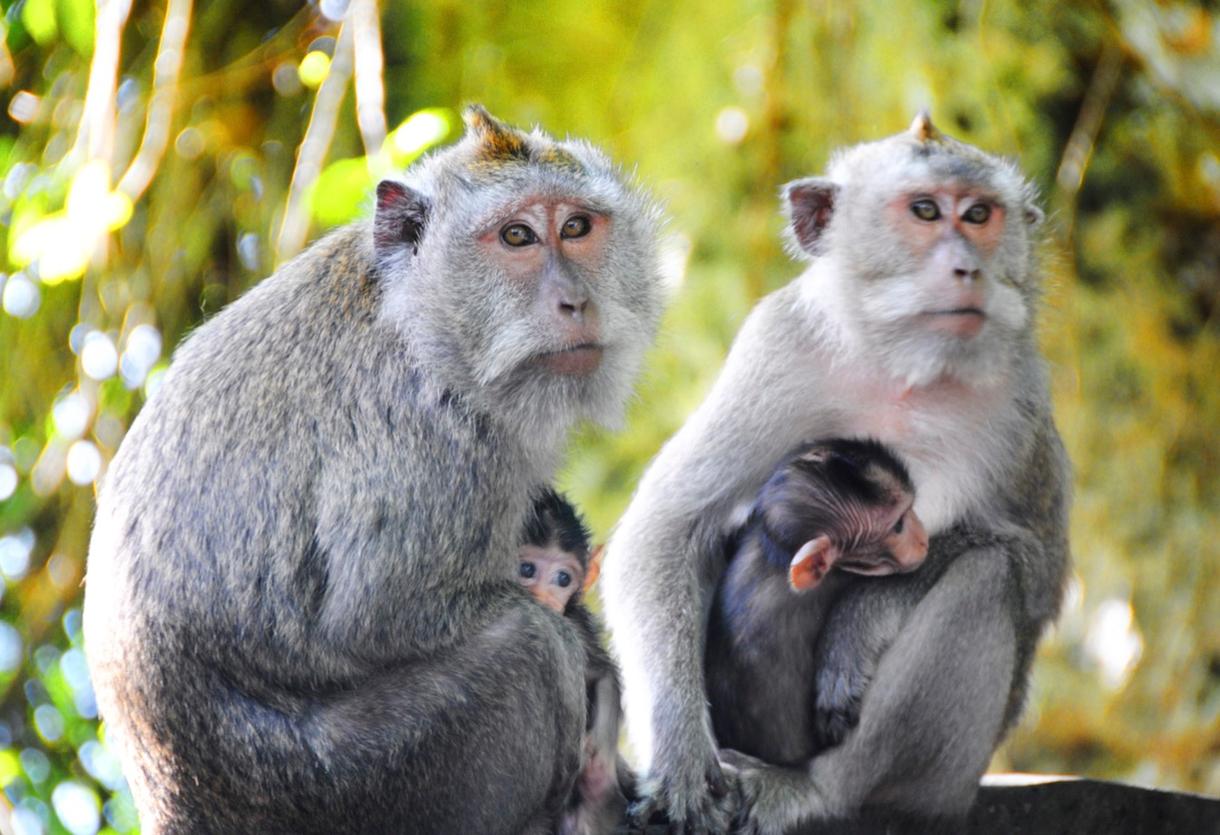 Deux singes adultes avec deux bébés, capturés à Green Bowl Beach, Bali.