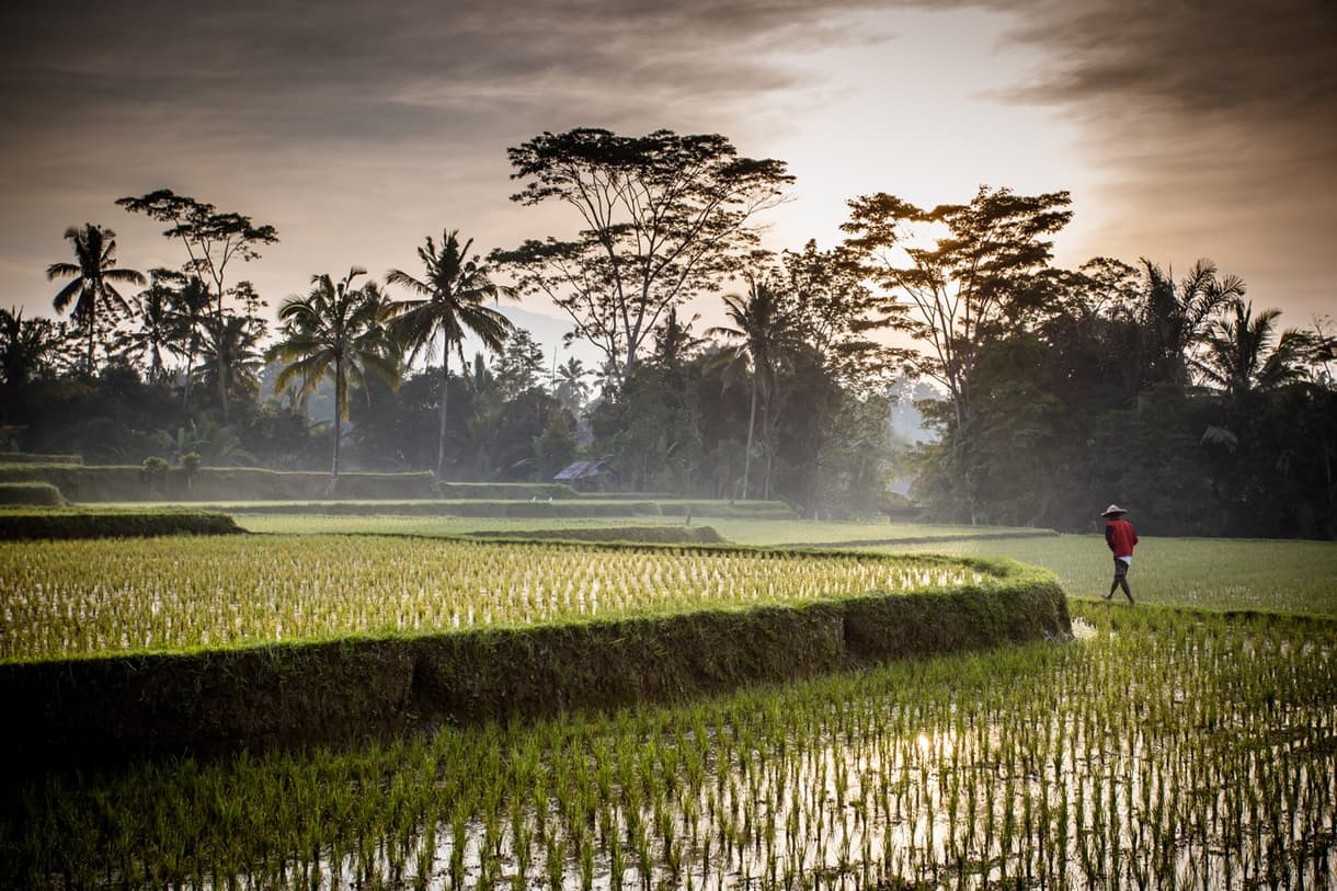 Rizière à Bali avec un cultivateur, entouré de palmiers, au lever du soleil