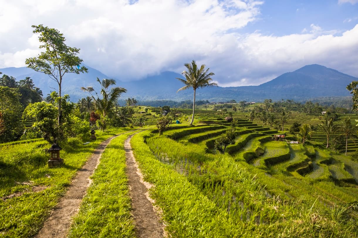 Paysage verdoyant des rizières de Jatiluwih, chemins et montagnes en arrière-plan