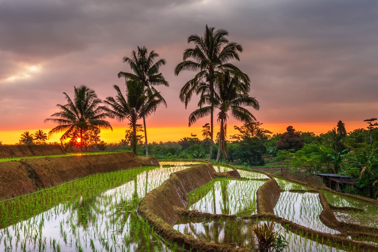 Vue matinale sur les rizières de Bali avec palmiers et lever de soleil