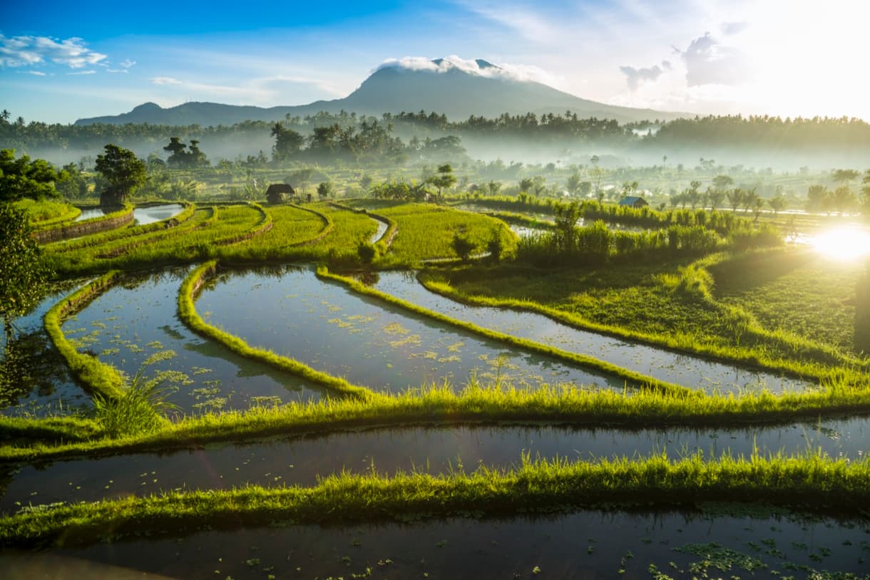 Terrasses de riz verdoyantes à Bali, avec la silhouette d'un volcan en arrière-plan sous un ciel lumineux