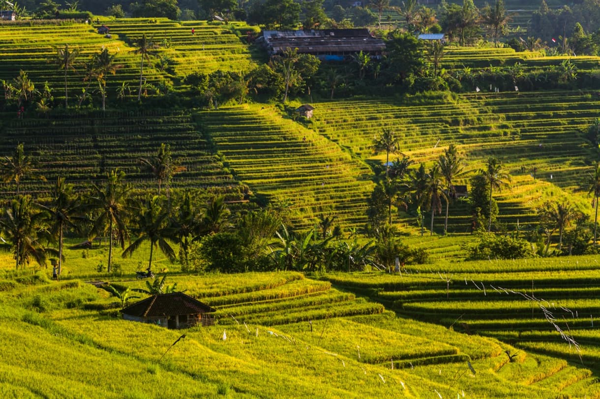 Rizières en terrasses à Bali, avec des palmiers et un ciel dégagé lors du lever du soleil