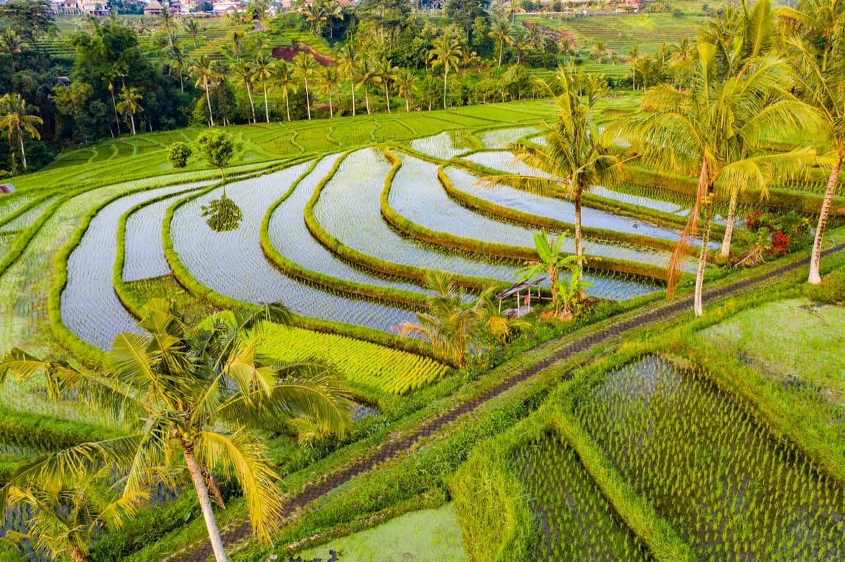 Rizières en terrasses à Bali au lever du soleil avec palmiers