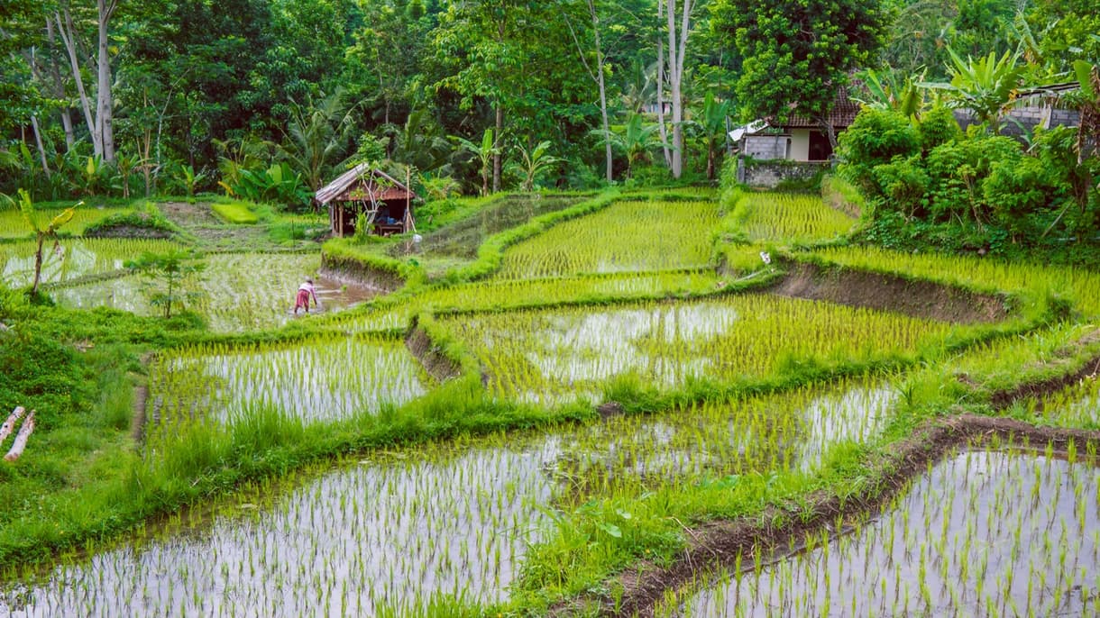 Terrains de rizières verdoyants à Sidemen, Bali, entourés de forêt tropicale