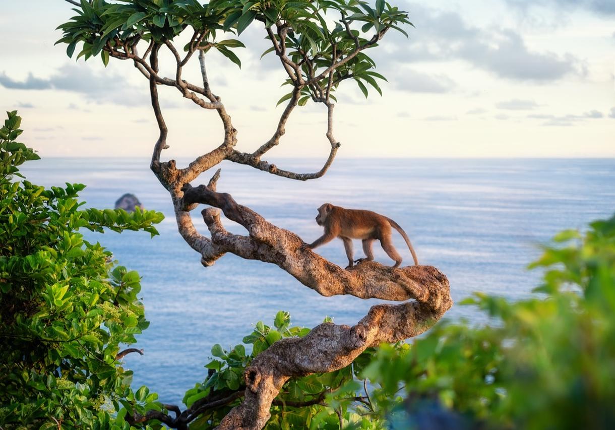 Singes évoluant sur un arbre avec vue sur l'océan à Bali
