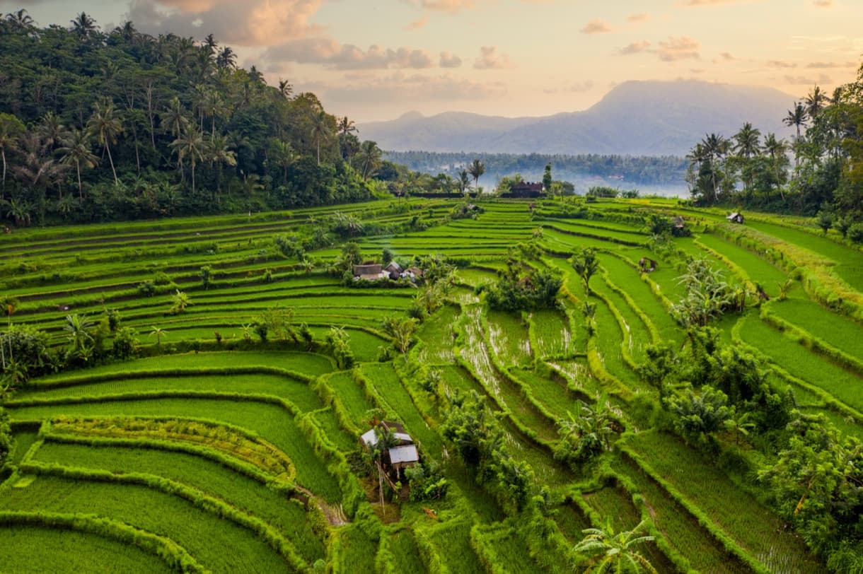Terrasses de riz verdoyantes à Bali, avec montagnes en arrière-plan, vue panoramique au lever du soleil.
