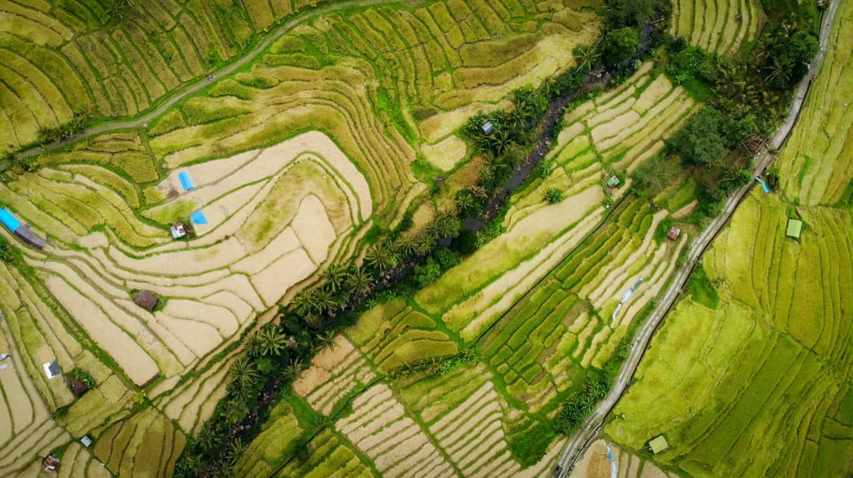 Rizières en terrasse à Bali, paysages verdoyants et chemins sinueux