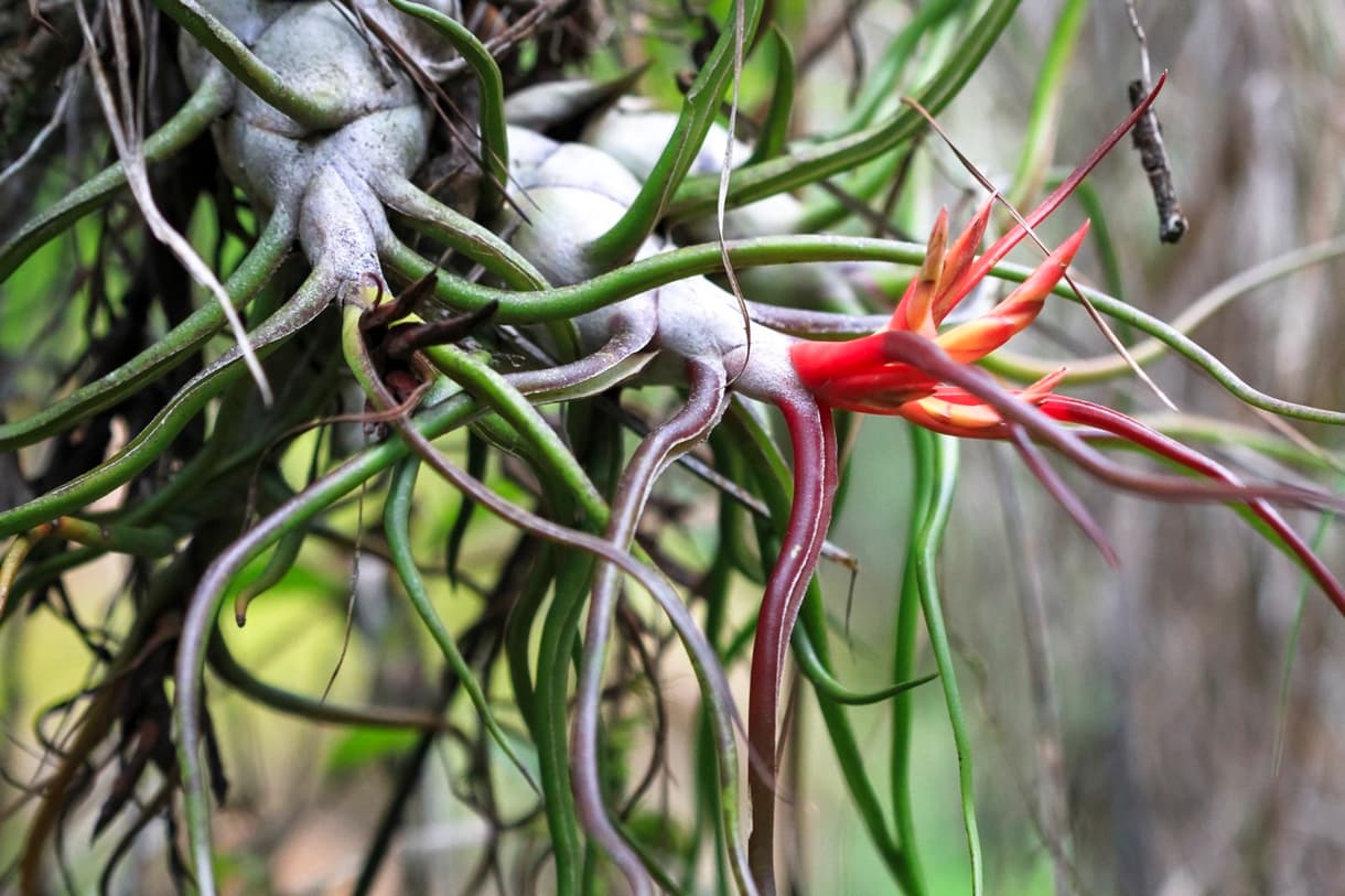 Fleur rouge dans la jungle du Belize, illustrant la beauté de l'écotourisme