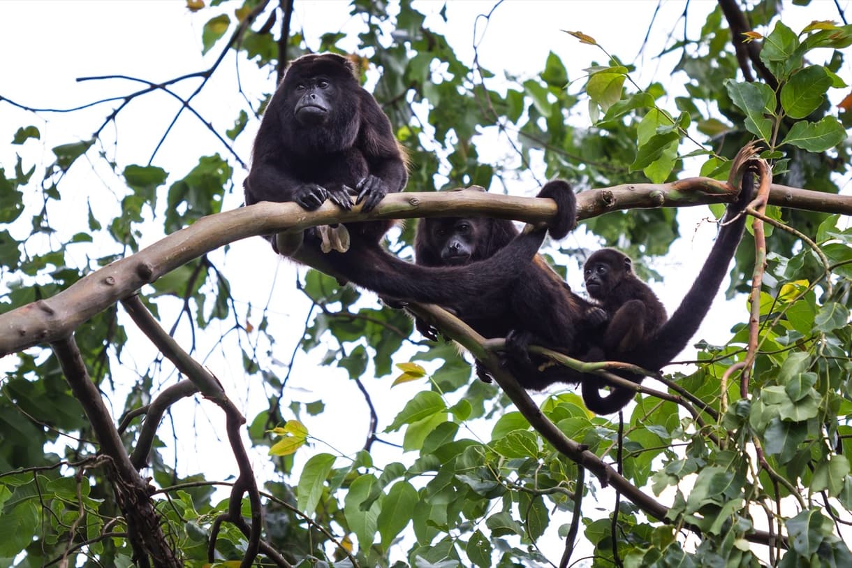 Famille de singes hurleurs reposant sur une branche au Belize, entourée de feuillage