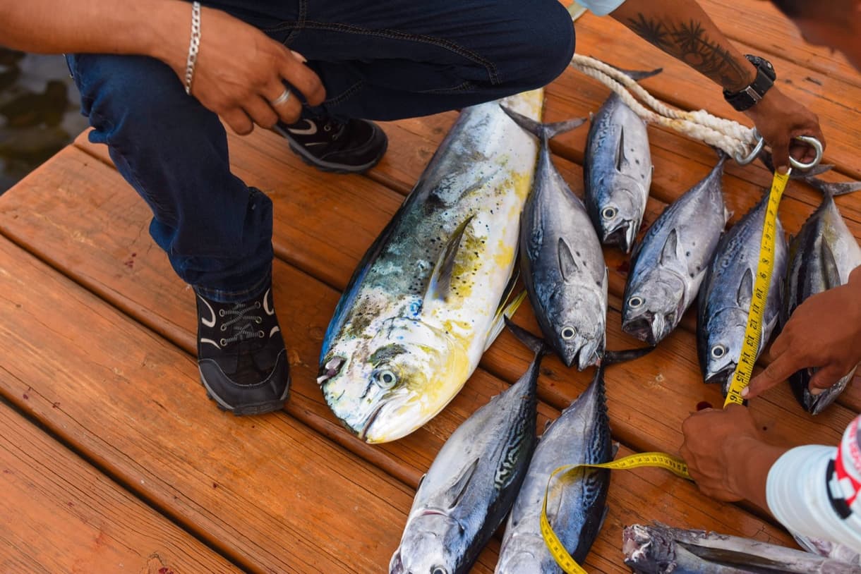 Pêche sportive au Belize : mesure d'un poisson sur un quai en bois