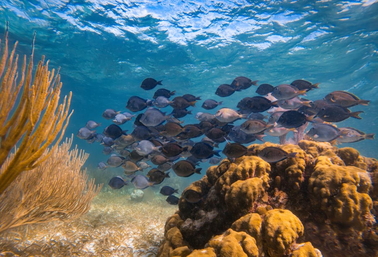 École de poissons nagent au-dessus des coraux dans les eaux cristallines du Belize