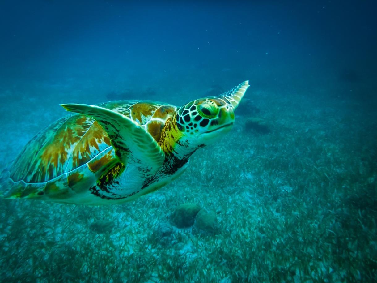 Tortue nageant dans les eaux claires de Caye Caulker, Belize