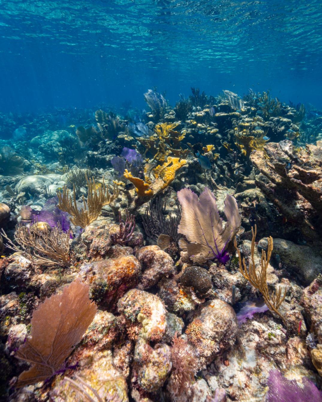 Récif corallien sous-marin au Belize, riche en coraux multicolores et végétation marine.