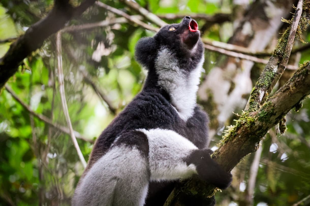 Indri sur une branche dans le parc national d'Andasibe-Mantadia, Madagascar