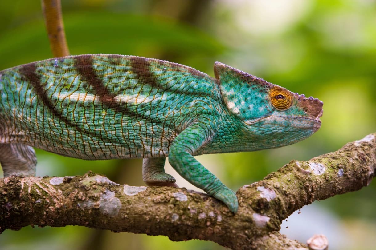 Caméléon de Parson dans son habitat naturel à Madagascar, posé sur une branche