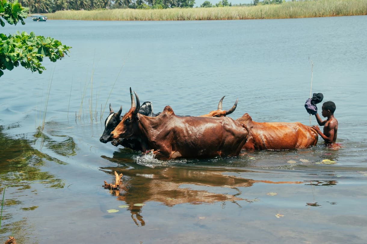 Canal des Pangalanes : des vaches se baignent dans l'eau, accompagnées d'un enfant.