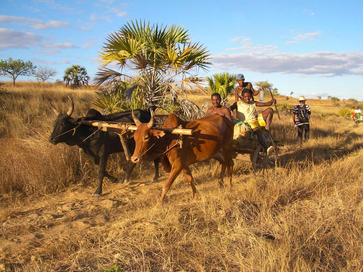 Paysage rural de Madagascar, charrette tirée par des zébus et villageois sur un chemin herbeux