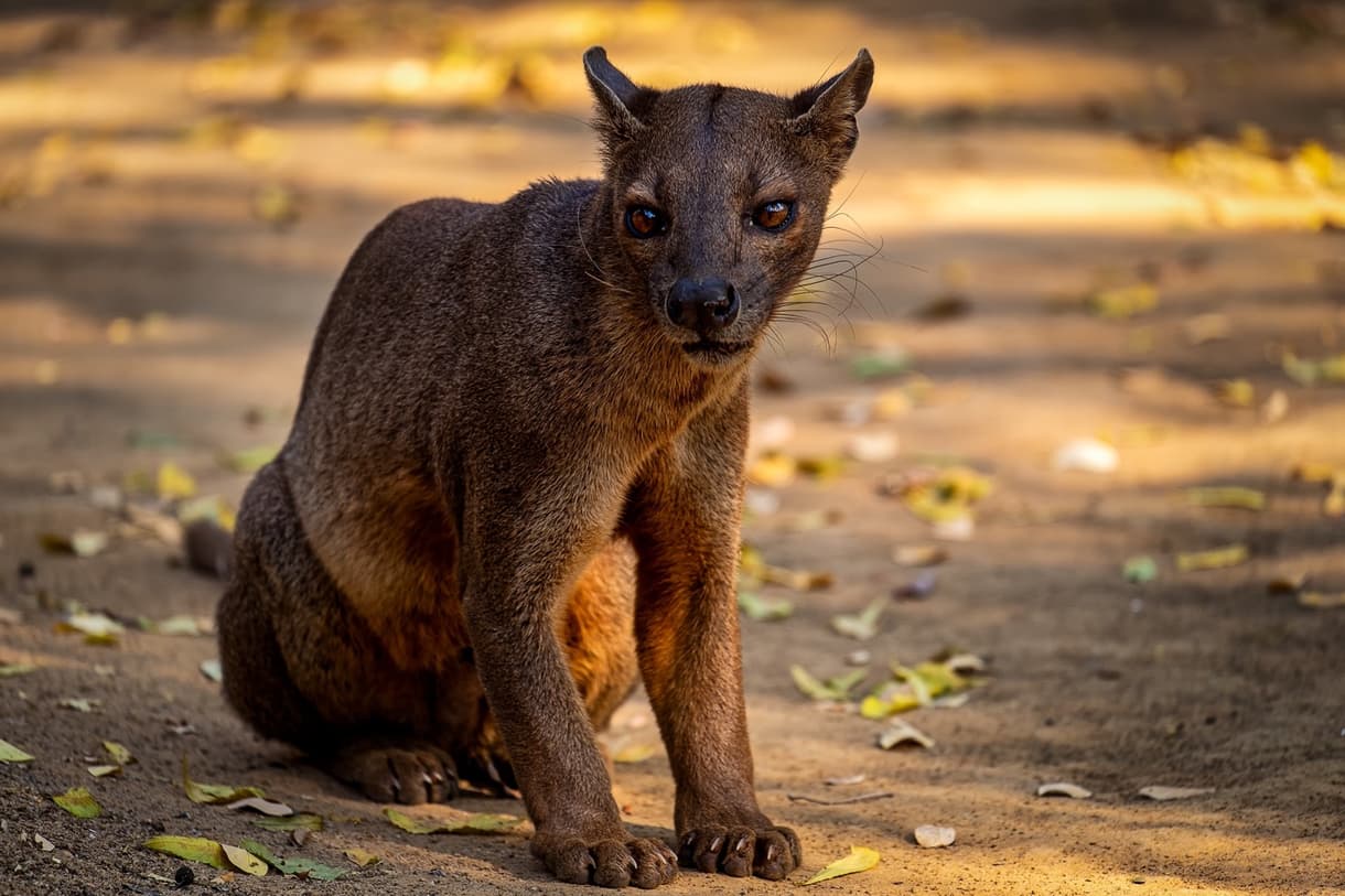 Fossa assis sur un chemin recouvert de feuilles dans un environnement naturel