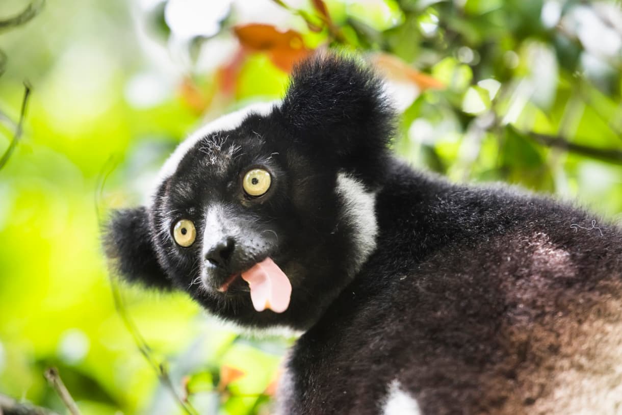 Indri indri, grand lémurien noir et blanc, suspendu sur une branche dans la forêt tropicale