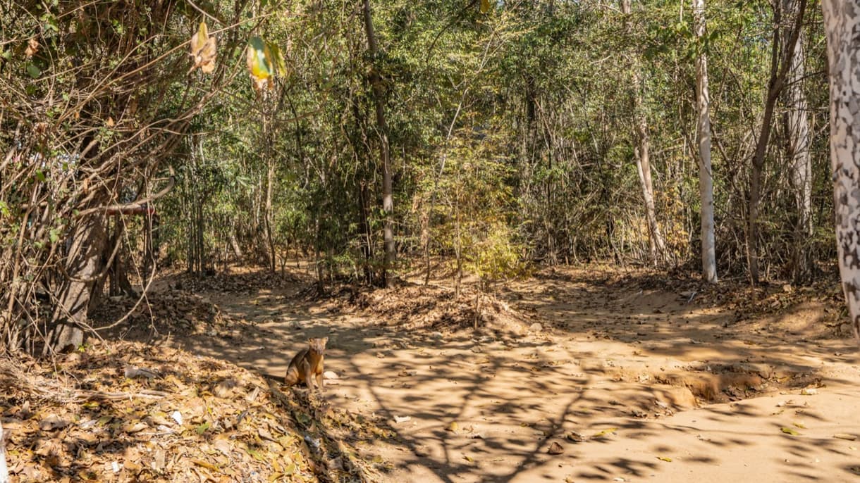 Réserve de Kirindy avec un fossa et des baobabs dans un paysage dense de forêt