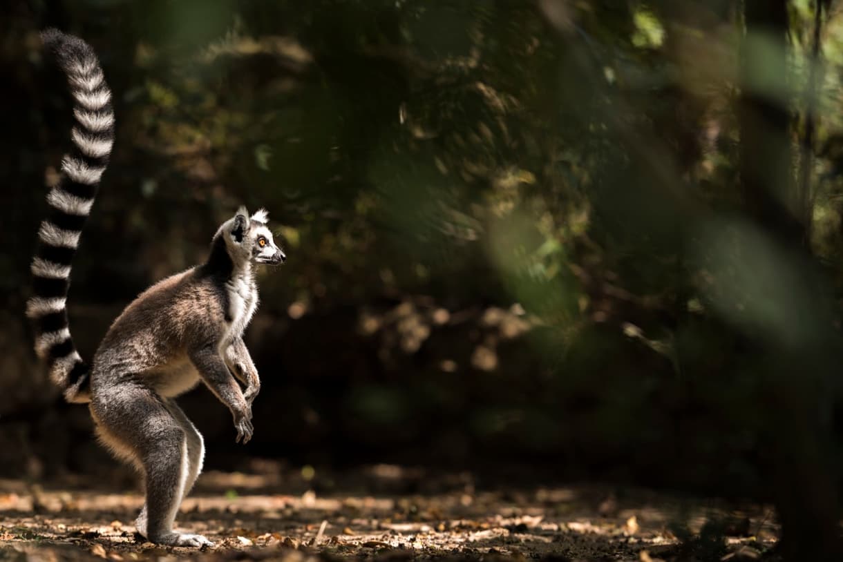 Lémurien à queue rayée dans un habitat naturel ensoleillé, Madagascar