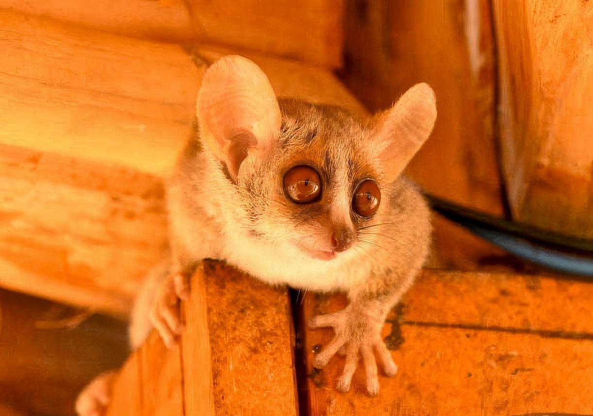Microcèbe, le plus petit primate, avec de grands yeux, observant depuis un renfoncement en bois.