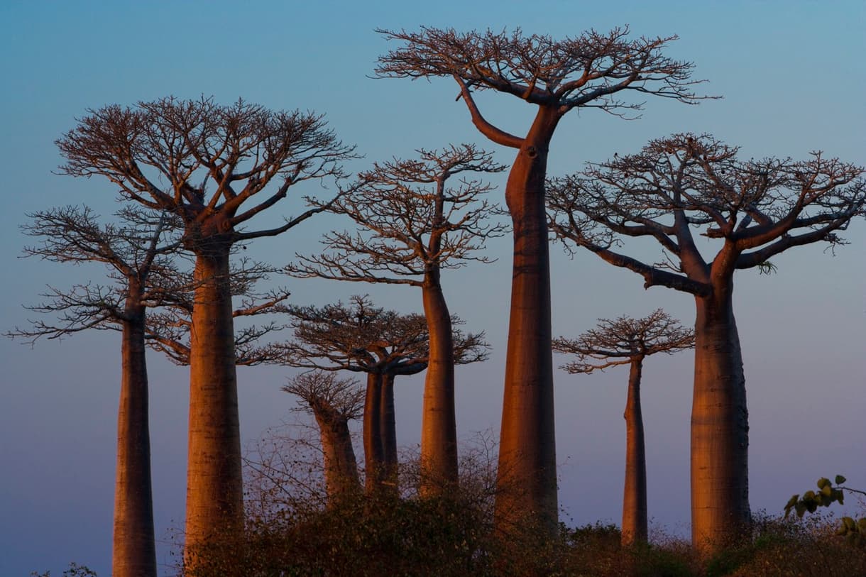 Porte des Baobabs à Morondava, silhouettes majestueuses de baobabs au crépuscule