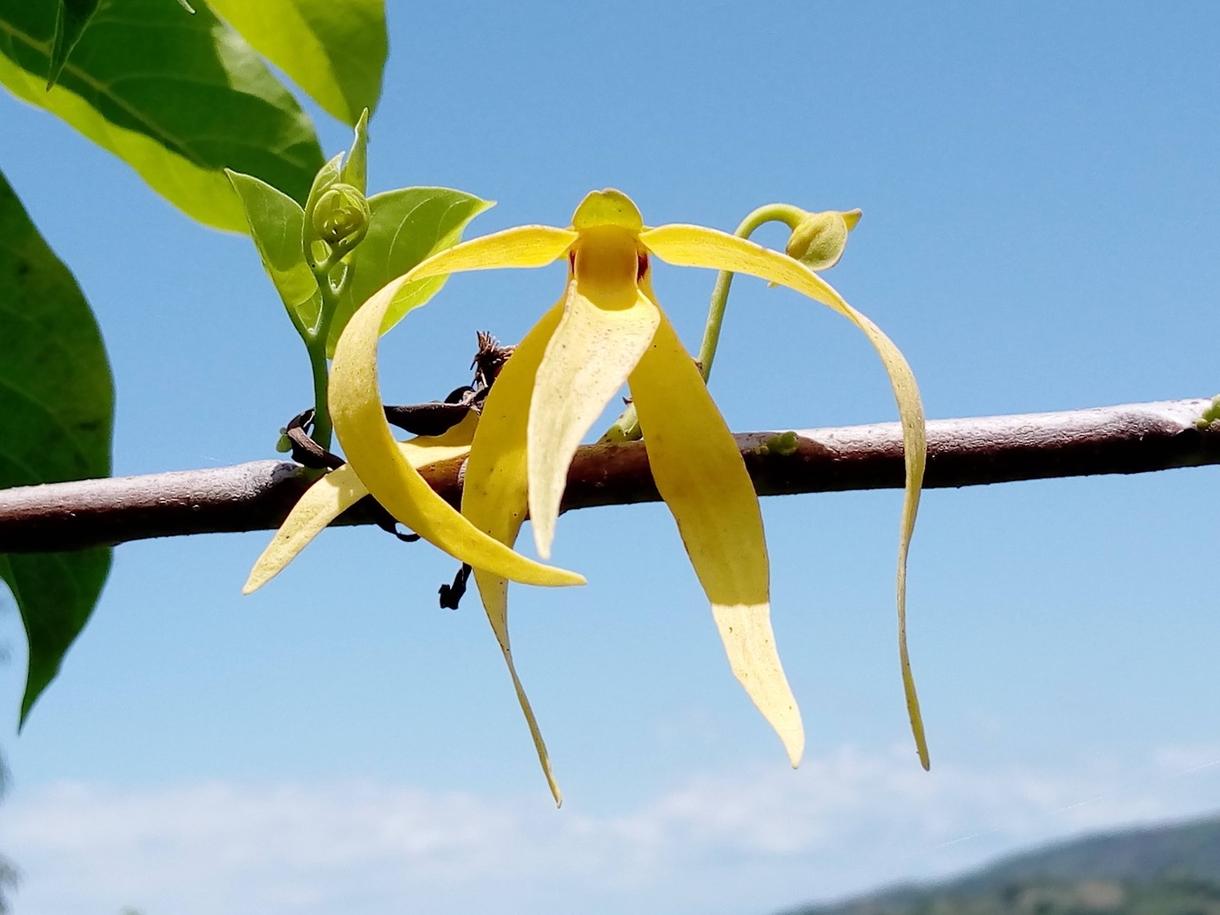 Fleur de vanille jaune avec feuilles, ciel bleu en arrière-plan