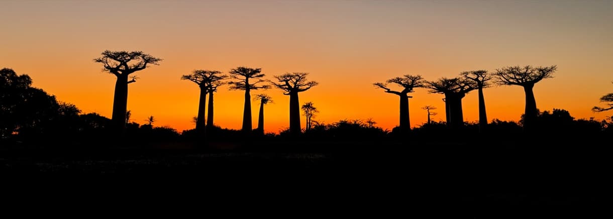 Baobabs silhouettés au coucher du soleil dans l'ouest de Madagascar