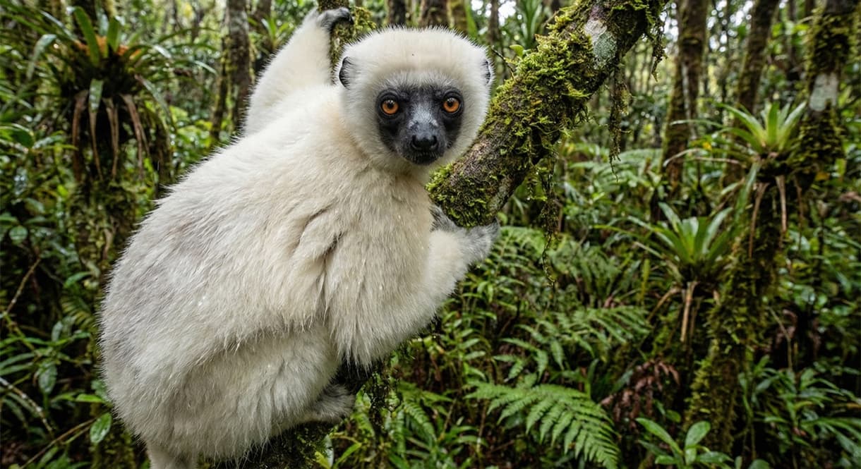 Lémurien sur une branche dans le parc national de Marojejy, entouré de végétation luxuriante.