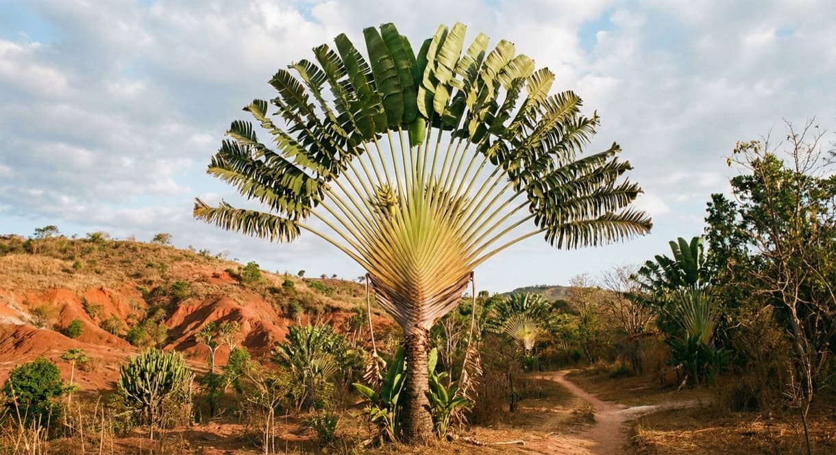 Ravinala, arbre emblématique de Madagascar, majestueusement décoré de feuilles en éventail, dans un paysage vallonné.
