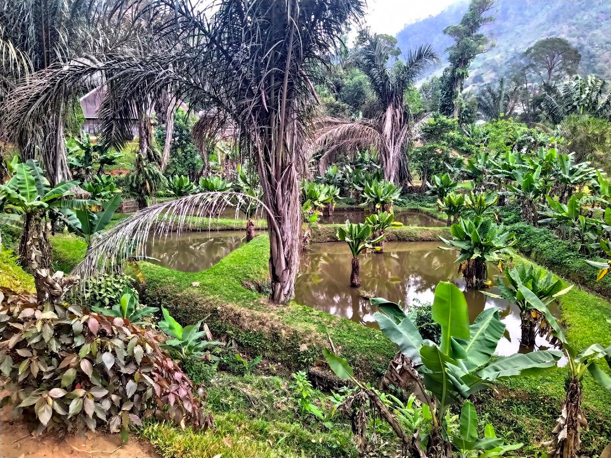 Paysage verdoyant de Madagascar avec rizières et palmiers, essentiel pour la lutte contre le paludisme.