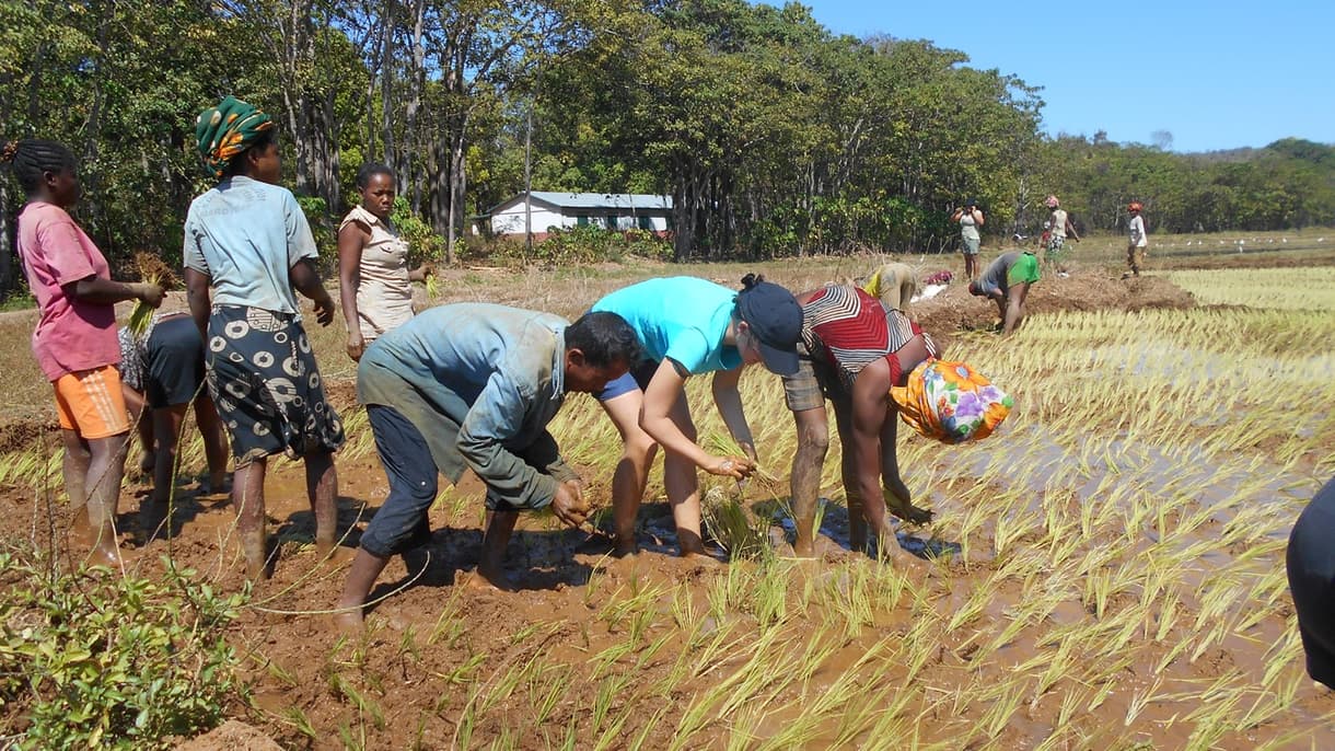Participants engagés dans la plantation de riz, promouvant le tourisme solidaire à Madagascar.