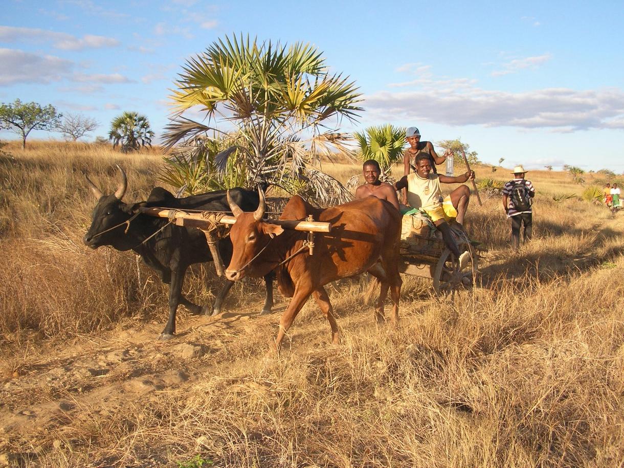 Paysage de Madagascar avec un char à bœufs et des villageois sur un chemin ensoleillé