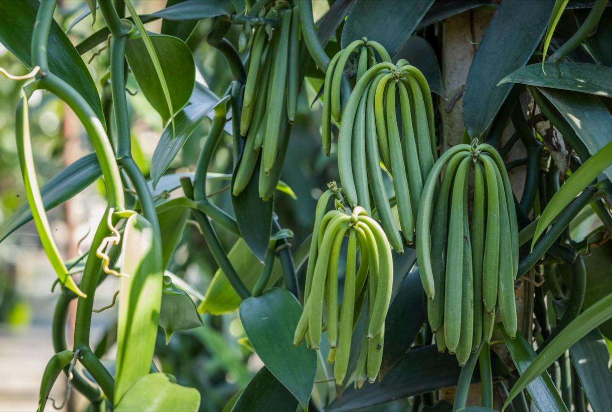 Fruits de vanille verte sur une plante à Madagascar, symbole de l'or vert.