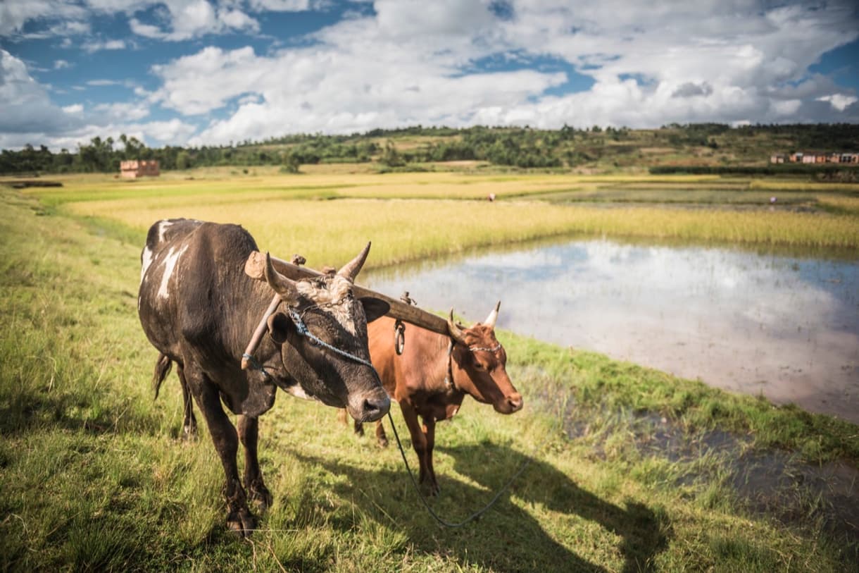 Zébus dans un champ de rizières à Madagascar, paysage verdoyant sous un ciel bleu