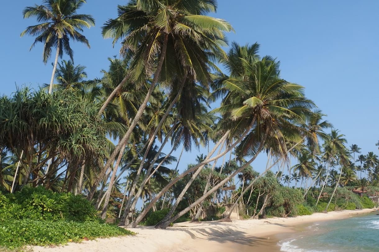 Plage de Mirissa avec cocotiers et mer turquoise sous un ciel dégagé