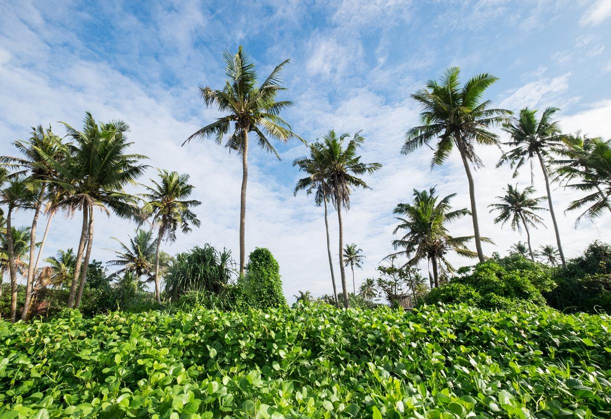 Cimes de palmiers sous un ciel ensoleillé à Weligama, Sri Lanka.