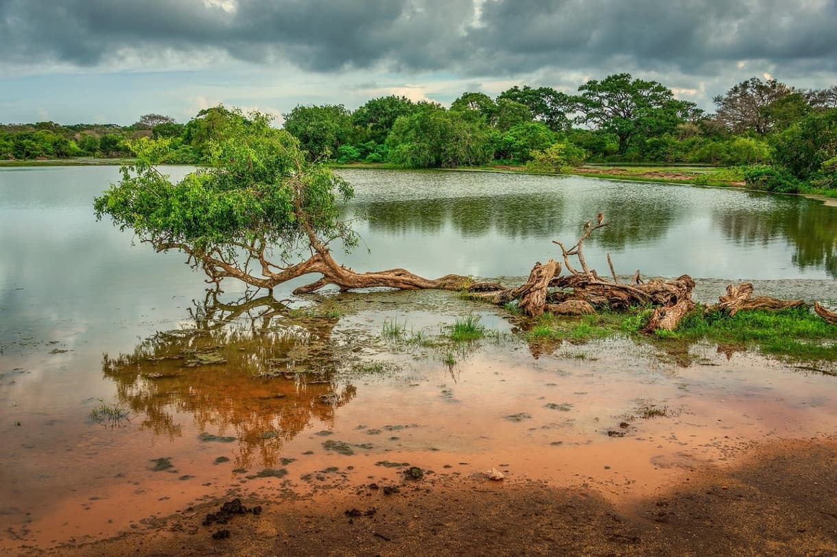 Un paysage paisible avec un arbre penché au bord d'un lac, entouré de verdure et de réflexions dans l'eau.
