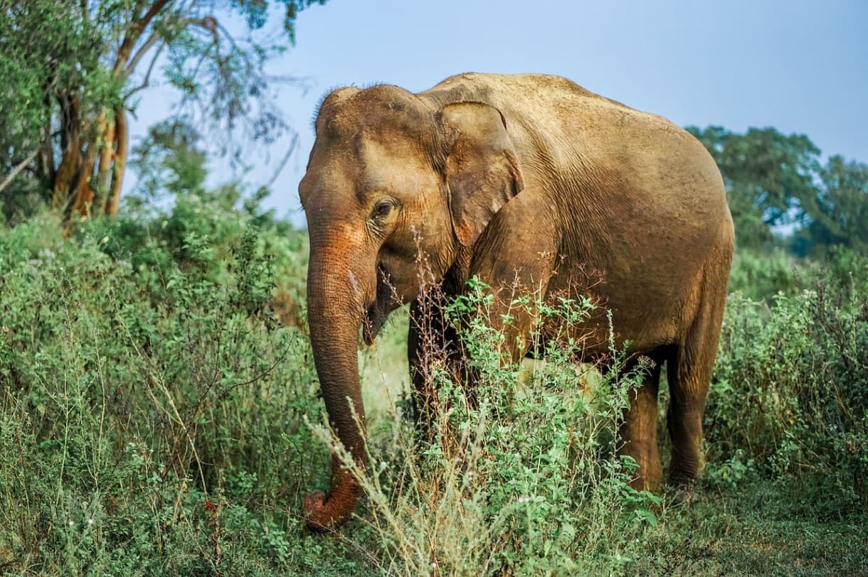 Éléphant au parc national d'Udawalawe, évoluant librement dans la nature verdoyante