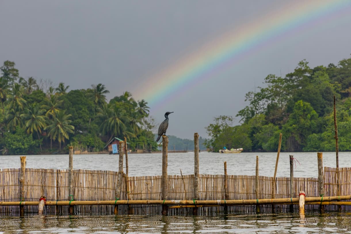 Vue de Bentota avec un oiseau sur un poteau, une barrière en bambou et un arc-en-ciel en arrière-plan.