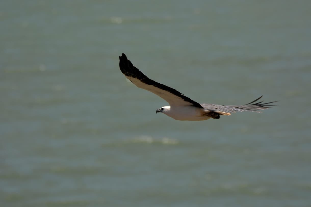 Aigle en vol au-dessus de l'eau dans la jungle de Wilpattu, Sri Lanka