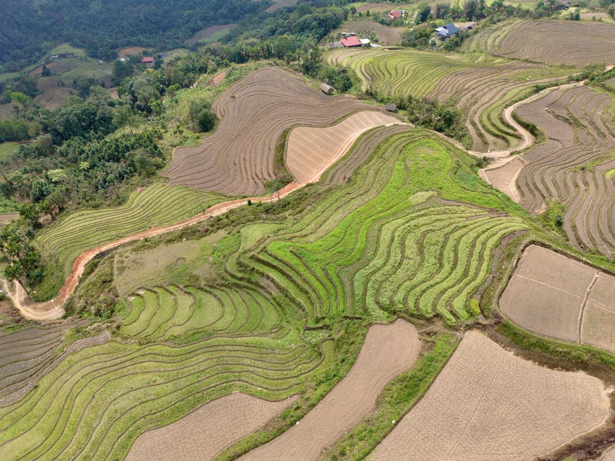 Terrasses de riz verdoyantes à Ha Giang, Vietnam, avec routes sinueuses et paysages vallonnés.