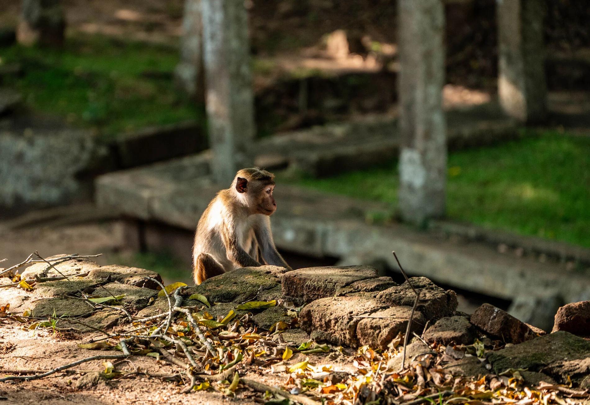 Découverte du Sri Lanka : Culture, Nature et Aventure !