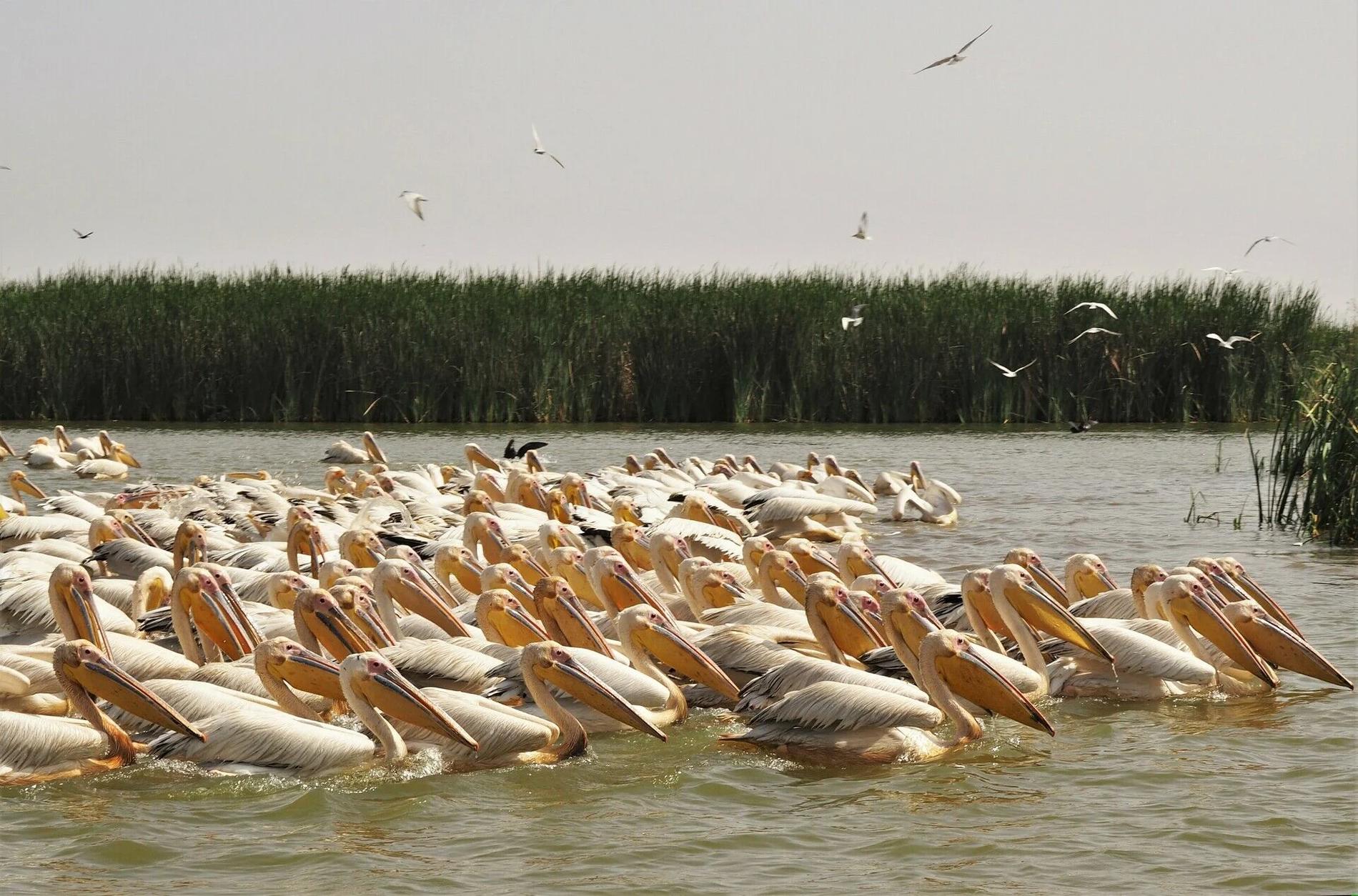 Sénégal authentique : immersion, culture et nature en 9 jours