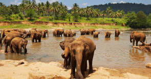Sri Lanka