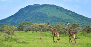 Tanzanie